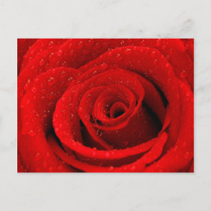 Postal Foto de fondo de la Rosa Roja