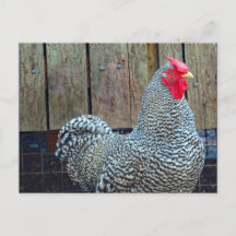 Foto de gallo blanco y negro de pollo