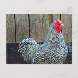 Postal Foto de gallo blanco y negro de pollo