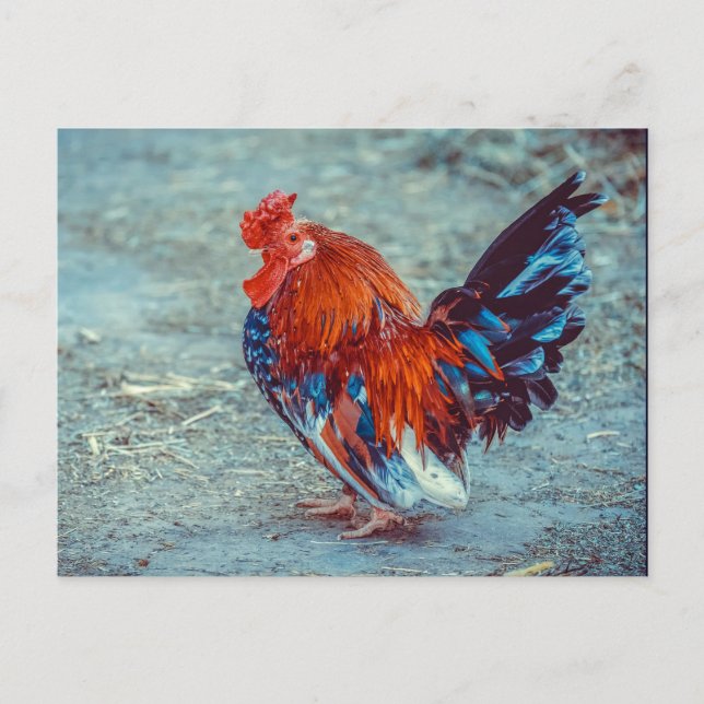 Postal Foto de gallo de pollo colorido (Anverso)