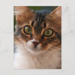 Postal Foto de Gatito Esponjoso con Ojos Verdes