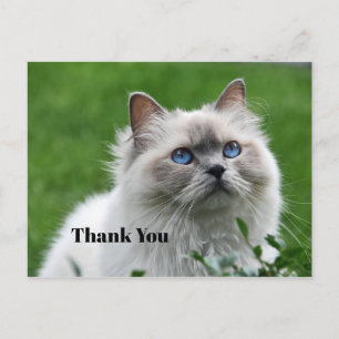 Postal Foto de gatito gris lindo ojos azules Gracias