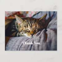 Foto de gato atigrado durmiendo lindo Gracias