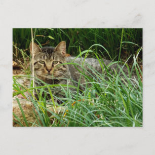 Postal Foto de gato atigrado escondiéndose en el jardín d