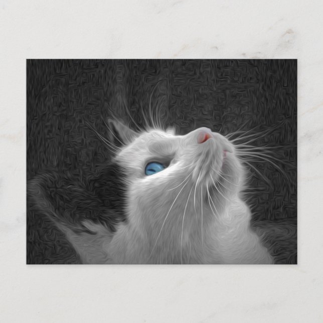 Postal Foto de gato con ojos azules (Anverso)