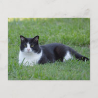 Foto de gato de bonito negro y blanco