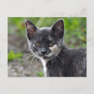 Postal Foto de gato de Cudito Gray Tortoiseshell