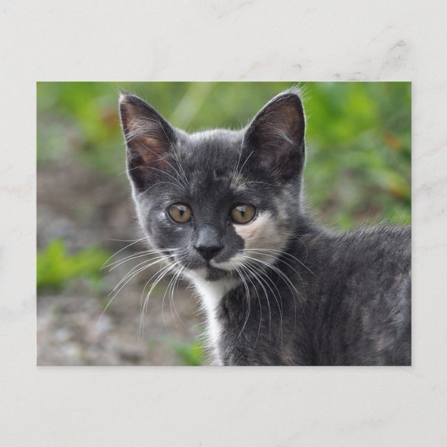 Postal Foto de gato de Cudito Gray Tortoiseshell (Anverso)