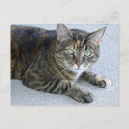 Postal Foto de gato de Cuit Tabby