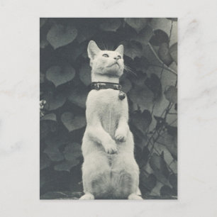 Postal Foto de gato de Mascota vintage