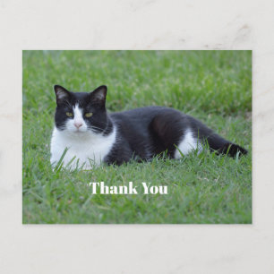 Postal Foto de gato de traje bonito negro y blanco Gracia