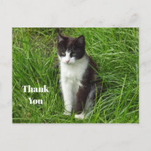 Foto de gato negro y blanco de agradecimiento