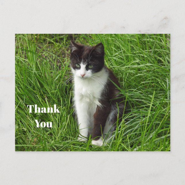 Postal Foto de gato negro y blanco de agradecimiento (Anverso)