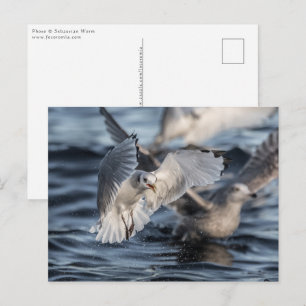 Postal Foto de gaviotas en la naturaleza