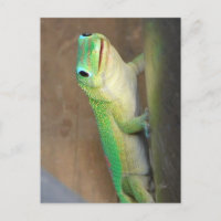 Foto de Gecko del Día del Polvo Oro