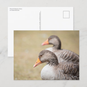 Postal Foto de Geese Wildlife