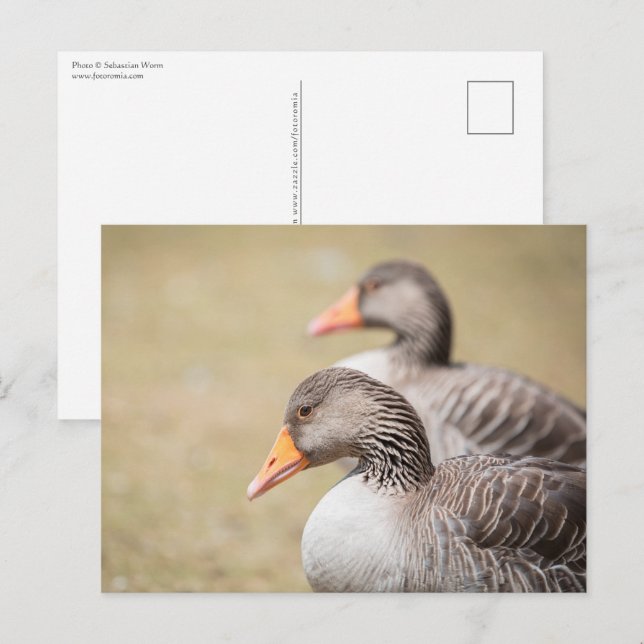Postal Foto de Geese Wildlife (Anverso / Reverso)