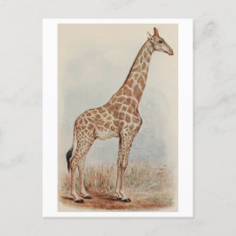 Postal Foto de Giraffe de época