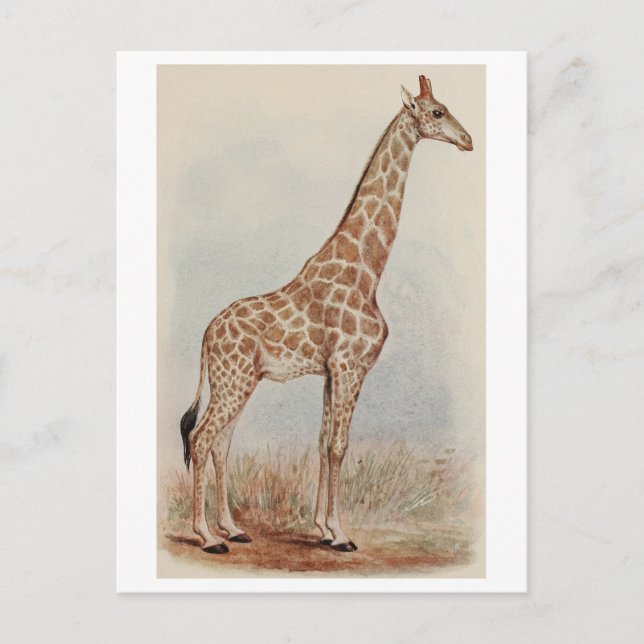 Postal Foto de Giraffe de época (Anverso)