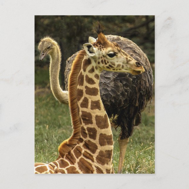 Postal Foto de Giraffe y Ostrich (Anverso)