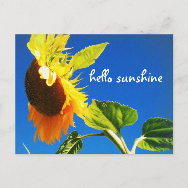 Postal Foto de girasol amarillo Hello Sunshine Script Bol (Anverso)