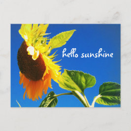 Postal Foto de girasol amarillo Hello Sunshine Script Bol