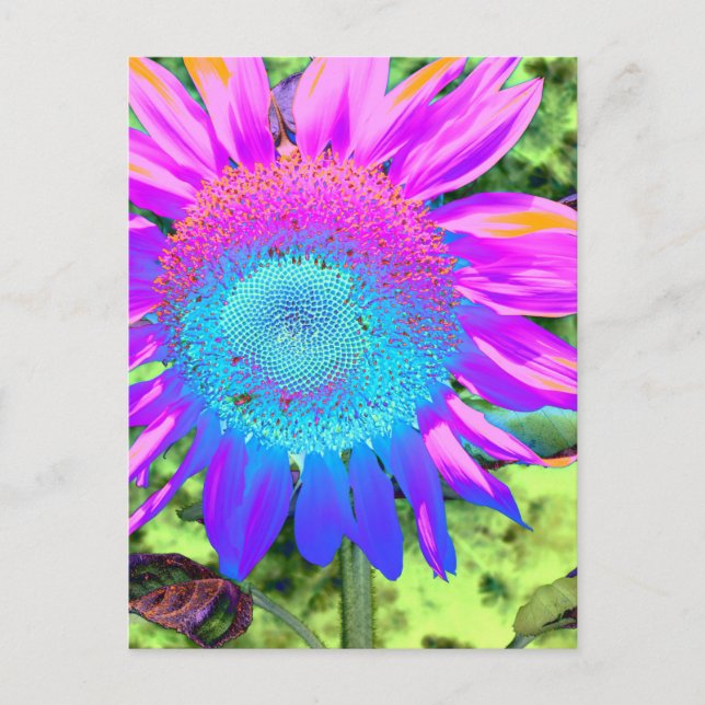Postal Foto de girasol retro rosa azul (Anverso)