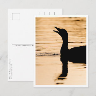 Postal Foto de Goose Nature