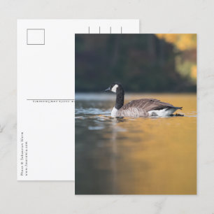 Postal Foto de Goose Nature