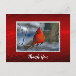 Postal Foto de Gracias del Invierno Rojo Cardenal