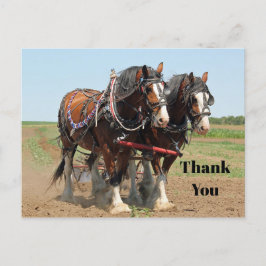 Postal Foto de granja de caballos Clydesdale, gracias