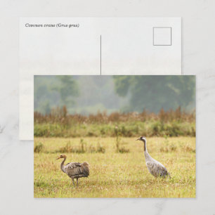 Postal Foto de grulla común: padre y juvenil