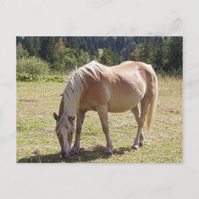 Postal Foto de Haflinger Palomino Pony en Pastel de Veran (Anverso)