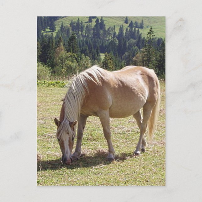 Postal Foto de Haflinger Palomino Pony en Pastel de Veran (Anverso)