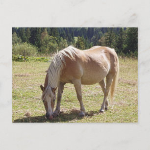 Postal Foto de Haflinger Palomino Pony en Pastel Verde