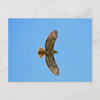 Postal Foto de Hawk con cola roja