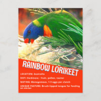 Foto de Hechos Educativos sobre Ave Arcoiris Lorik