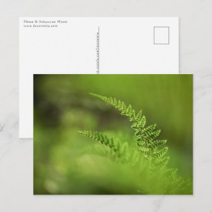 Postal Foto de helecho verde en la naturaleza