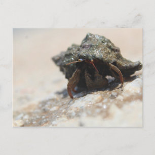 Postal Foto de Hermit Crab impresa