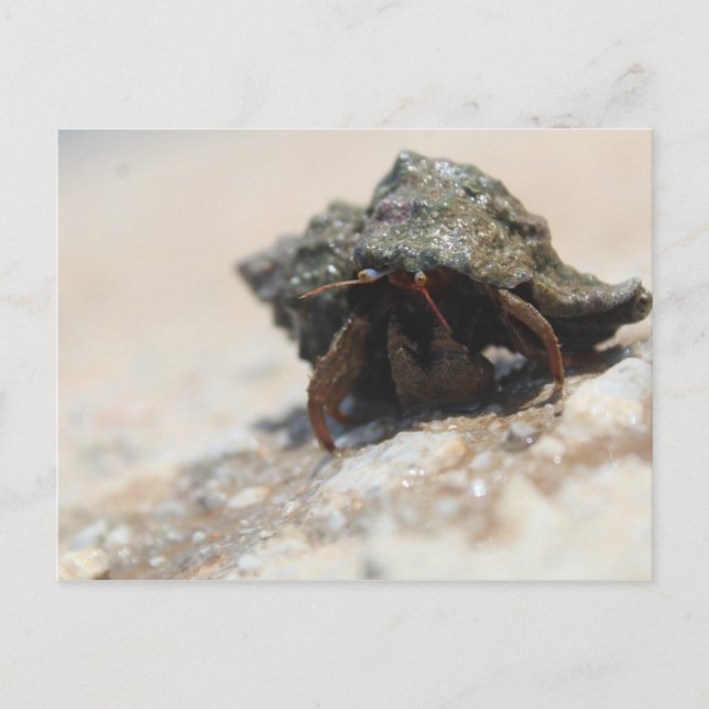 Postal Foto de Hermit Crab impresa (Anverso)