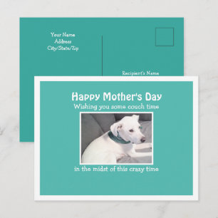 Postal Foto de hermoso perro blanco descansando en sofá a