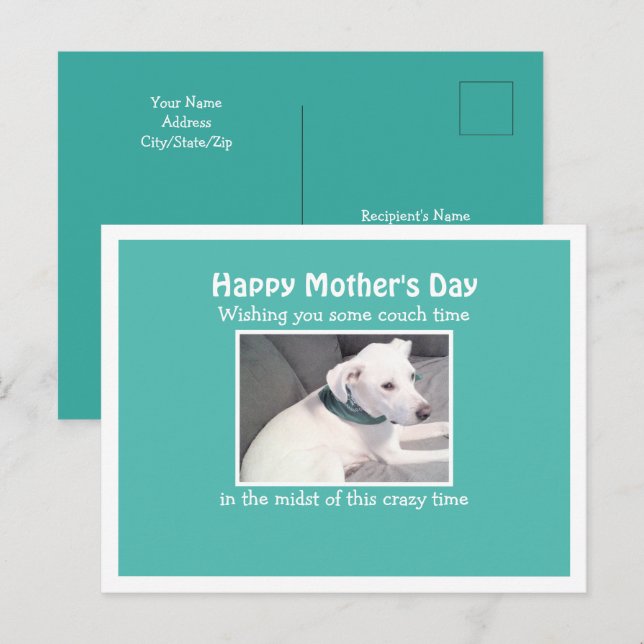 Postal Foto de hermoso perro blanco descansando en sofá a (Anverso / Reverso)