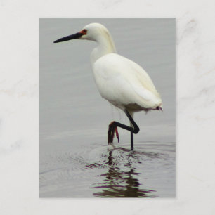 Postal Foto de Heron