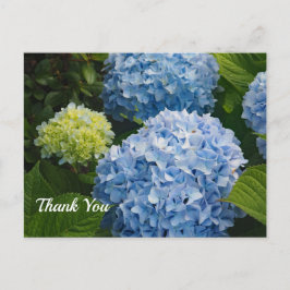 Postal Foto de Hortensia Azul Floral Gracias