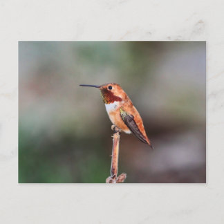Postal Foto de Hummingbird