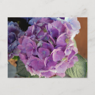 Postal Foto de Hydrangea floral