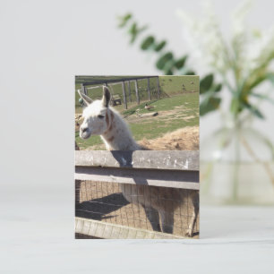Postal Foto de imagen personalizado de llama alpaca