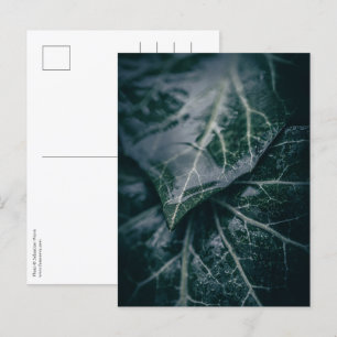 Postal Foto de Ivy Floral Nature