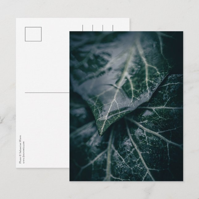 Postal Foto de Ivy Floral Nature (Anverso / Reverso)