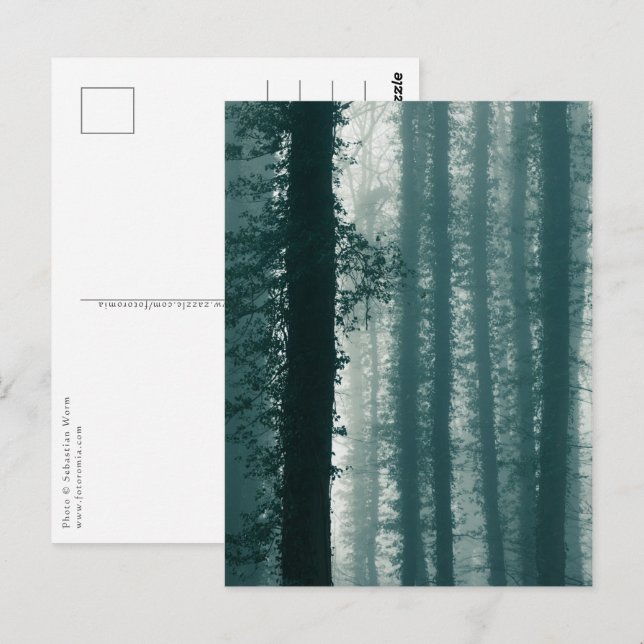 Postal Foto de Ivy Forest Nature (Anverso / Reverso)